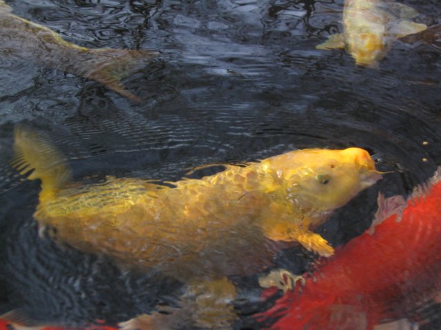 fish0112.jpg