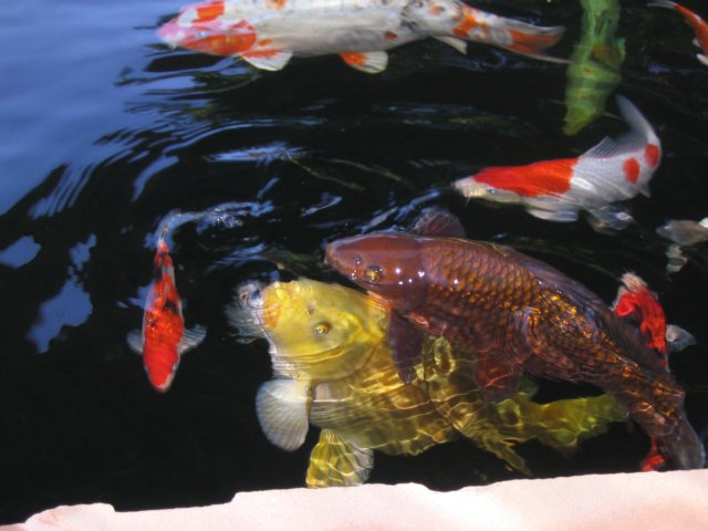 fish0128.jpg